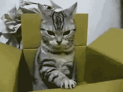 Grumpy Cat Inside The Box
