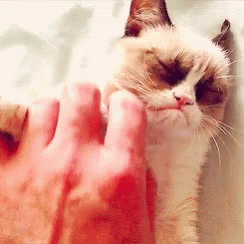 Grumpy Cat Licking Finger