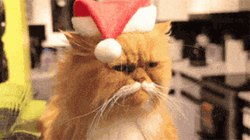 Grumpy Christmas Cat With Hat GIF