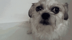 Grumpy Dog Took A Shower GIF