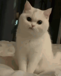 Grumpy Fluffy Cat GIF