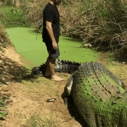 Grumpy Giant Crocodile Tail Pats GIF