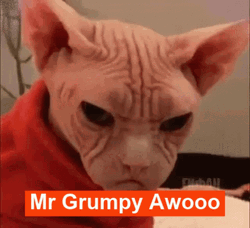 Grumpy Hairless Cat GIF