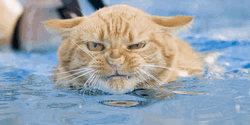 Grumpy Kitty Doesn't Like Water GIF