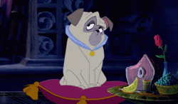 Grumpy Percy Pug-Nosed Dog GIF