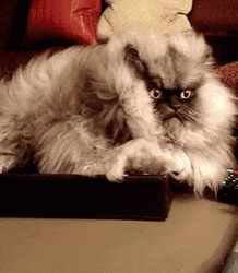 Grumpy Persian Cat