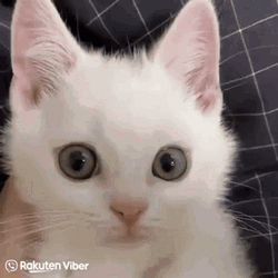 Grumpy White Cat GIF