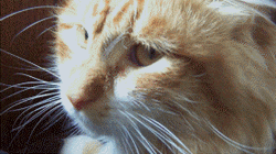 Grumpy Yellow Cat GIF