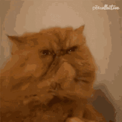 Grumpy Yellow Cat GIF