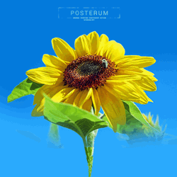 Grunge Painting Photoshop Posterum Sunflower GIF