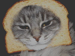 Grunge Style Cat Bread Glitch GIF
