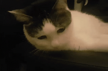 Grunting Beluga Cat GIF