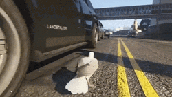 GTA Bird Driving Car GIF