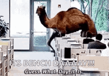 Guess What Hump Day Camel Bench Day GIF