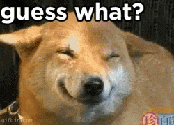 Guess What It's Happy Dog Day GIF