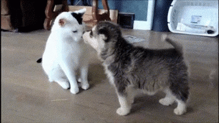 Guess What Puppy Day It Is GIF