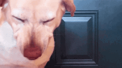 Guilty Dog Fake Smile  GIF