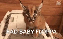 Guilty Looking Baby Floppa Hissing GIF