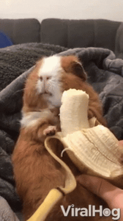 Guinea Pig Eating Banana From Hand GIF