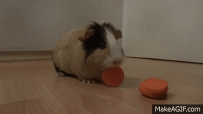 Guinea Pig Eating Carrot GIF
