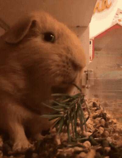 Guinea Pig Eating GIF