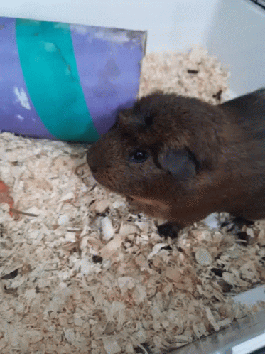Guinea Pig In Cage Next To Purple And Green Pipe GIF