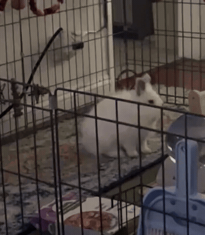 Guinea Pig in Cage Saying I'm Ready