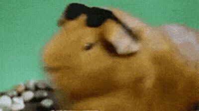 Guinea Pig In Sunglasses Laying On Rock GIF