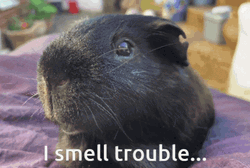 Guinea Pig Just When I Thought I Was Out GIF