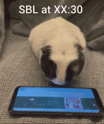 Guinea Pig Looking At Cell Phone Sbl At Xx:30 GIF