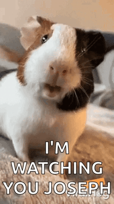 Guinea Pig On Couch Saying I'm Watching You Joseph GIF