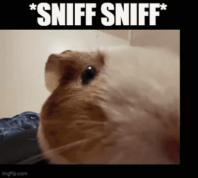 Guinea Pig Sniff Sniff GIF