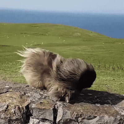 Guinea Pig Standing On Rock In Front Of Grassy Hill And Ocean GIF