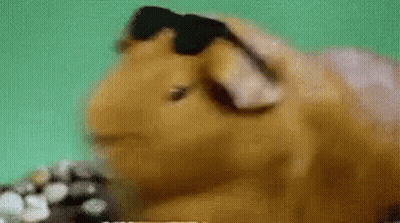 Guinea Pig Wearing Sunglasses GIF
