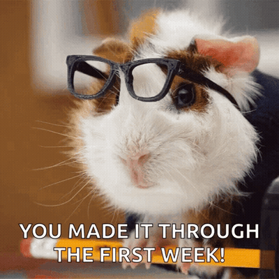 Guinea Pig With Glasses You Made It Through The First Week GIF