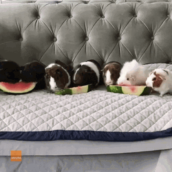 Guinea Pigs Eats Watermelon GIF