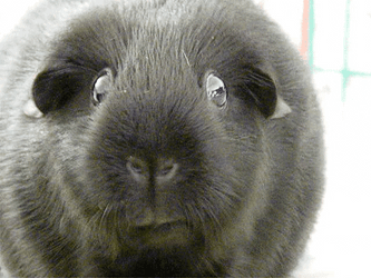 Guinea Pigs Fast Eating GIF