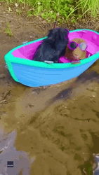 Guinea Pigs Floating With Play Boat GIF