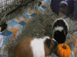 Guinea Pigs Grabbing Pumpkin GIF