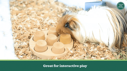 Guinea Pigs Great For Interactive Play GIF