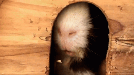 Guinea Pigs Hiding From The Sun Light GIF