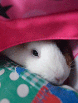 Guinea Pigs Hiding Under The Blanket GIF