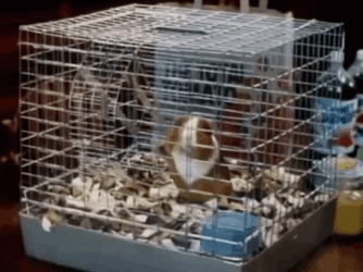 Guinea Pigs Inside The Cage GIF