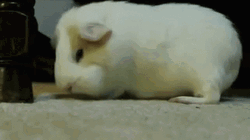 Guinea Pigs Is Tired And Sleepy GIF