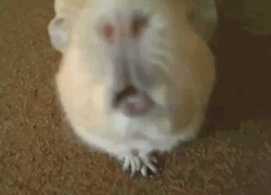 Guinea Pigs Looking Up GIF