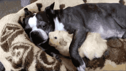Guinea Pigs Played By Dog GIF