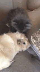 Guinea Pigs Played By Kitten GIF