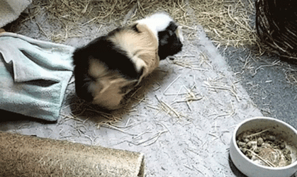 Guinea Pigs Playing Alone GIF