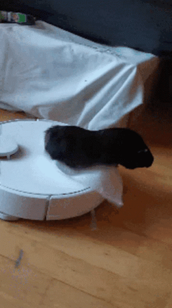 Guinea Pigs Playing With White Paper GIF
