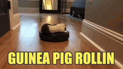 Guinea Pigs Rollin Inside The House GIF
